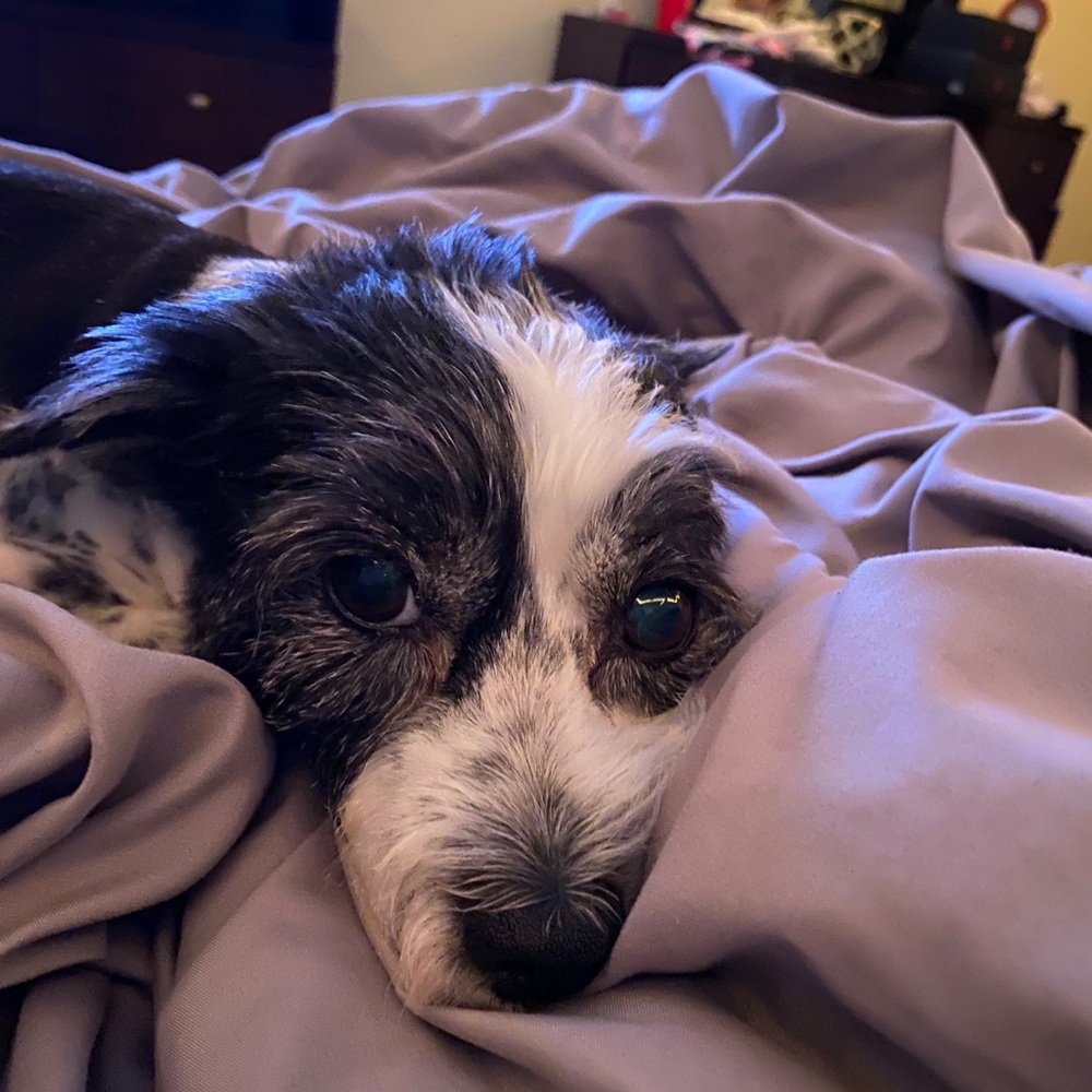 Meet your Posher, Allan